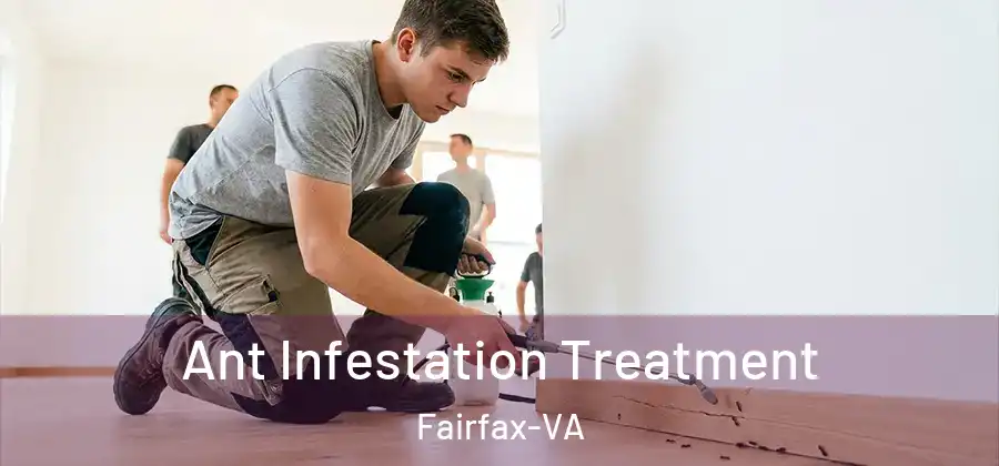  Ant Infestation Treatment Fairfax-VA