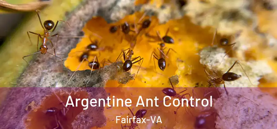 Argentine Ant Control Fairfax-VA