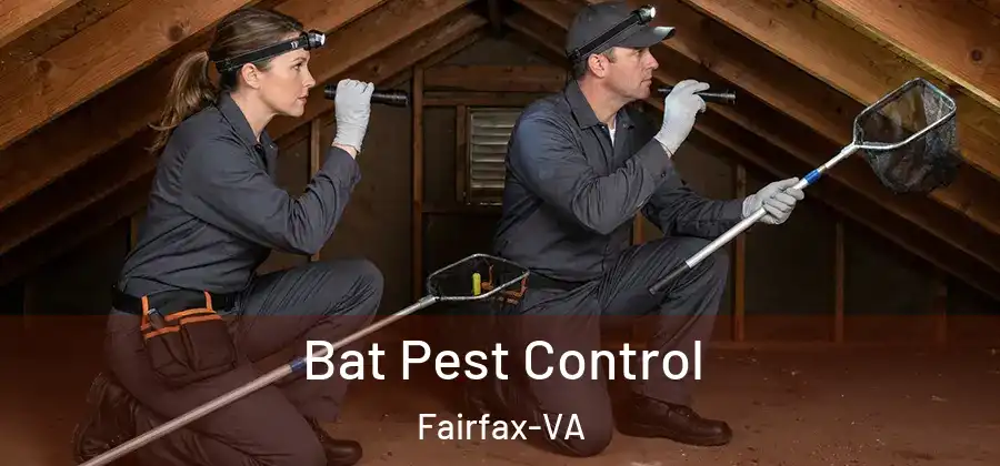  Bat Pest Control Fairfax-VA