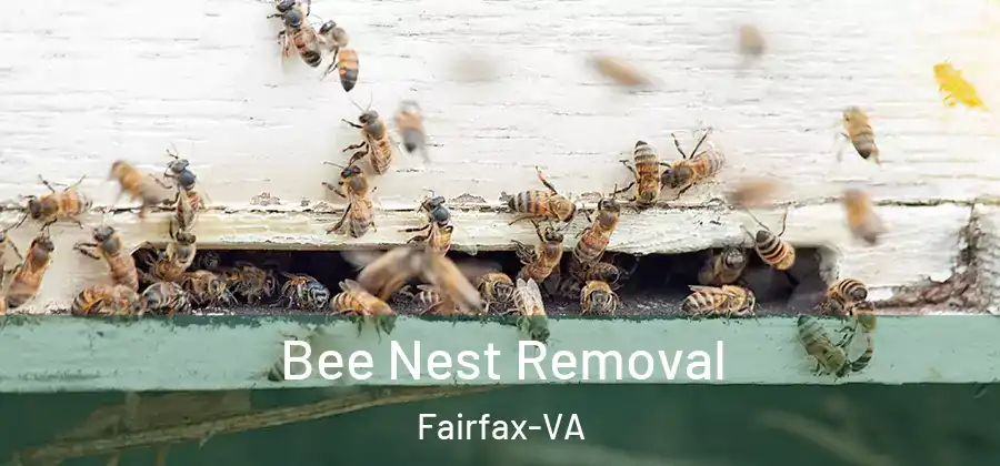  Bee Nest Removal Fairfax-VA