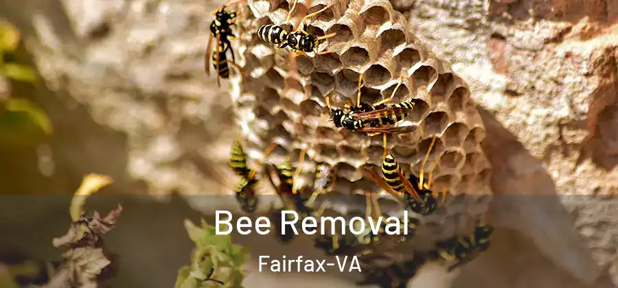  Bee Removal Fairfax-VA