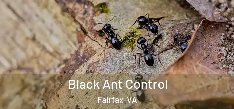 Black Ant Control Fairfax-VA