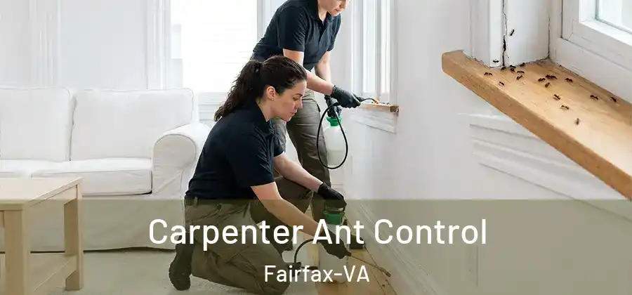 Carpenter Ant Control Fairfax-VA