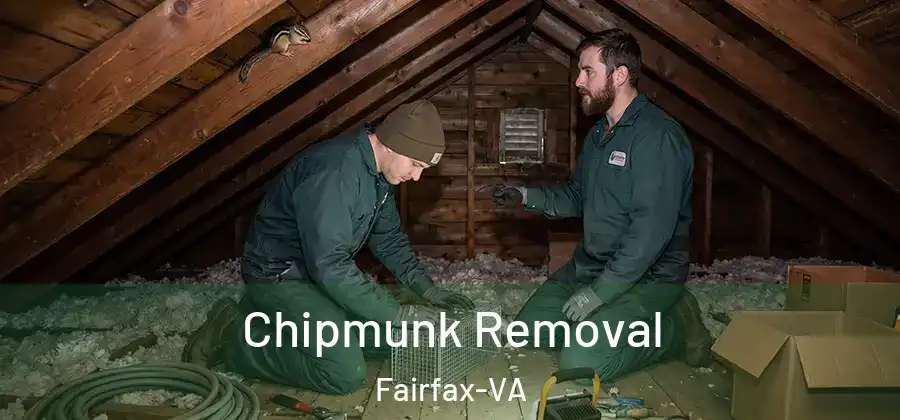  Chipmunk Removal Fairfax-VA