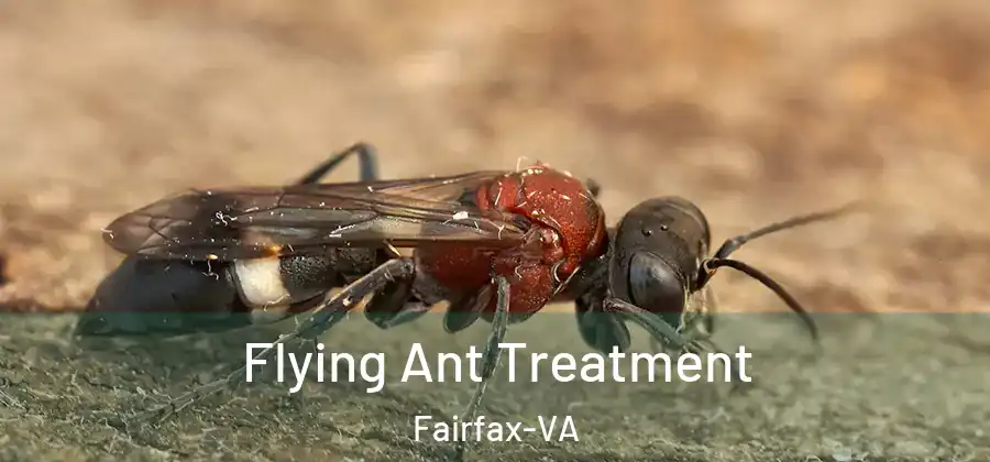 Flying Ant Treatment Fairfax-VA