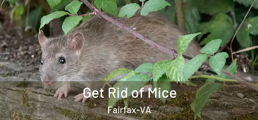  Get Rid of Mice Fairfax-VA
