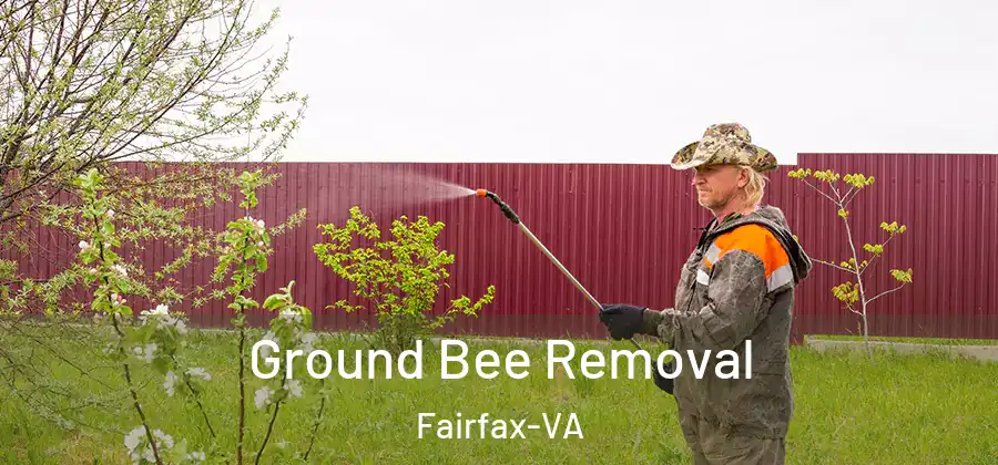 Ground Bee Removal Fairfax-VA
