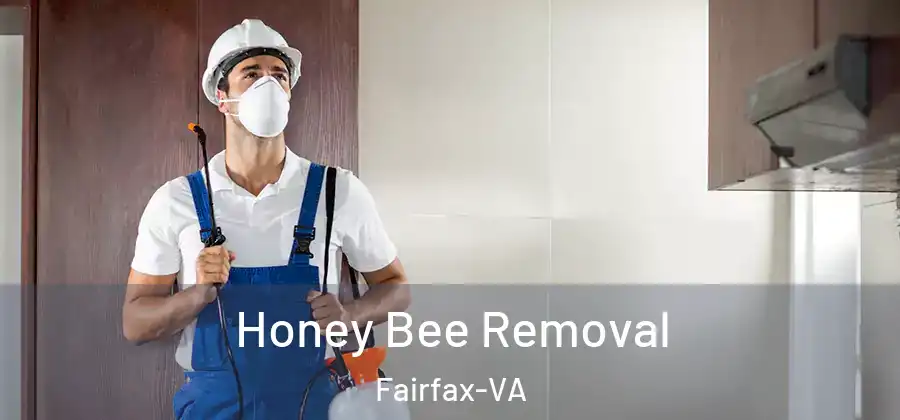  Honey Bee Removal Fairfax-VA