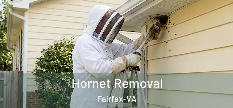  Hornet Removal Fairfax-VA
