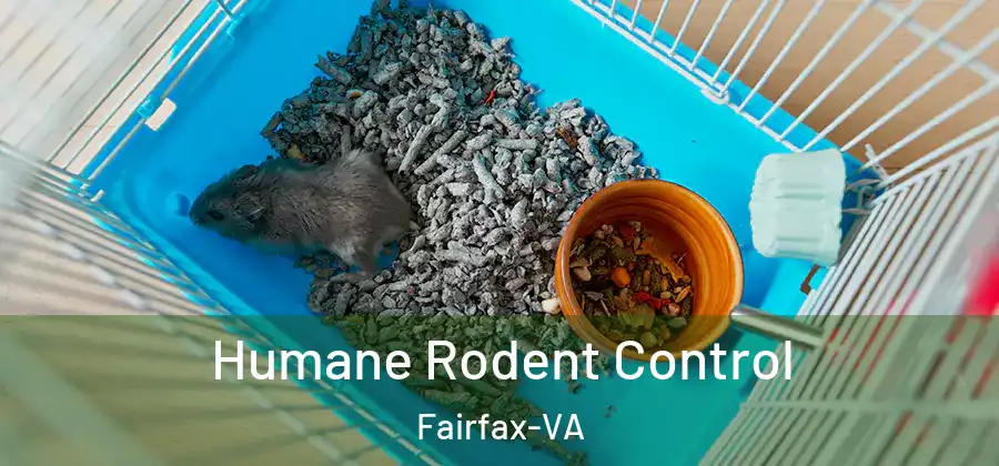 Humane Rodent Control Fairfax-VA