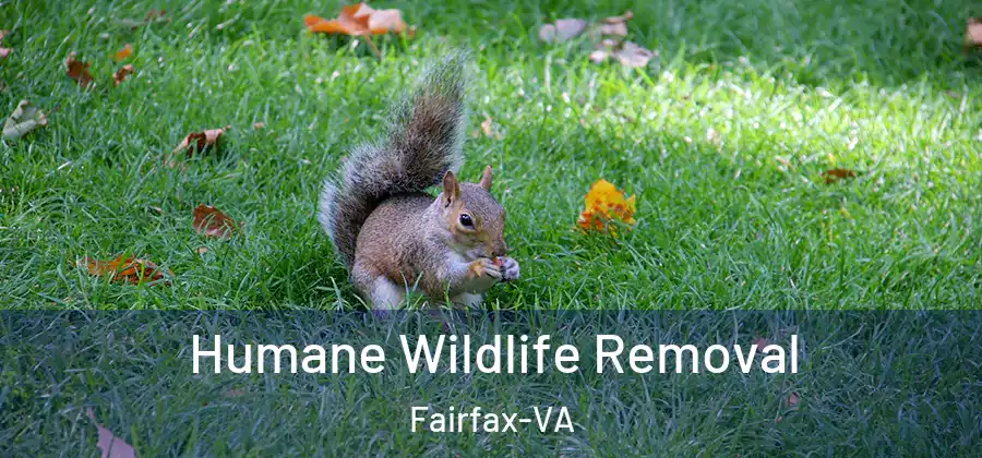 Humane Wildlife Removal Fairfax-VA