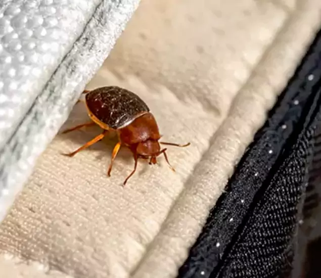 Trusted Bed Bug Prevention Specialists in Fairfax, VA