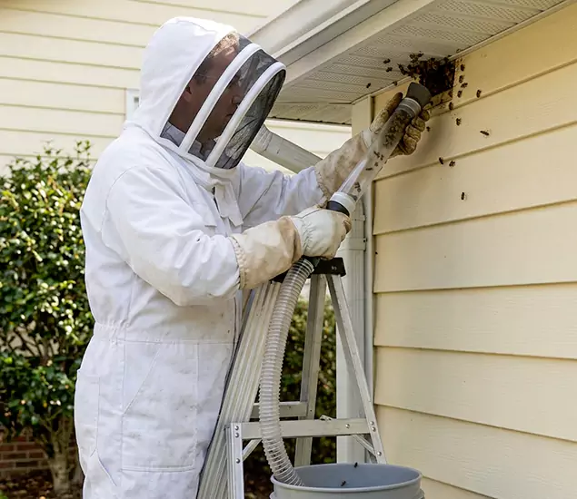 Your Affordable Bee Removal Company in Fairfax, VA