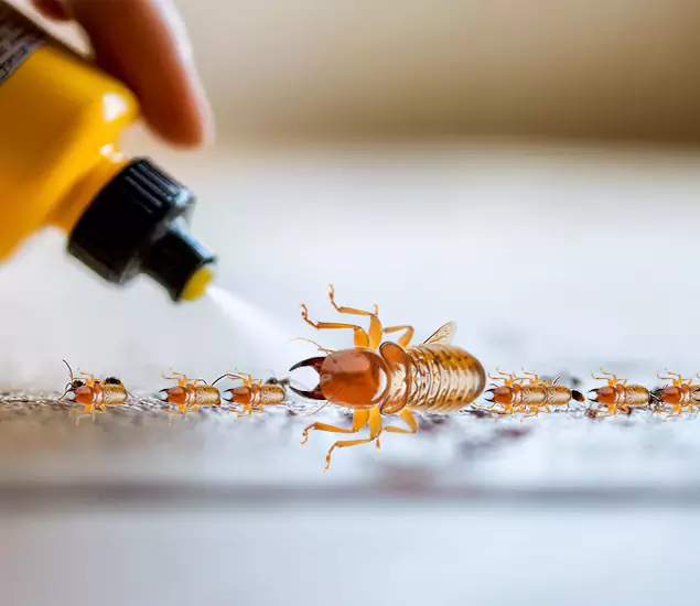 Reliable Bora Care Termite Experts in Fairfax, VA