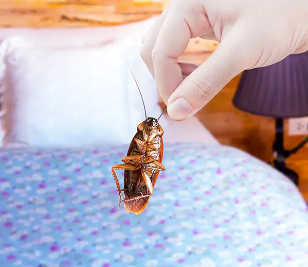 Expert Roach Control Services: Your Cockroach Pest Control in Fairfax, VA