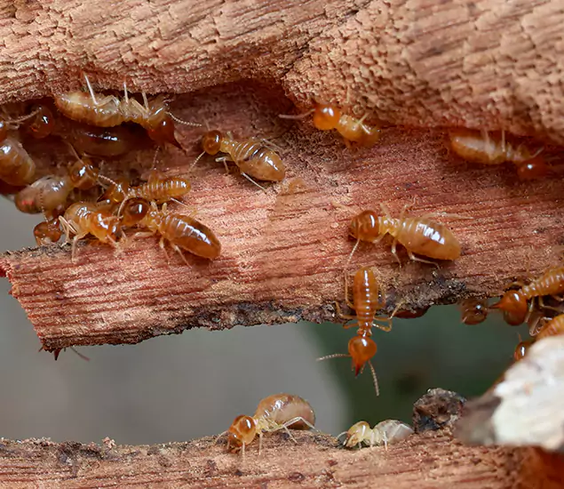 About Our Drywood Termite Treatment Experts in Fairfax, VA