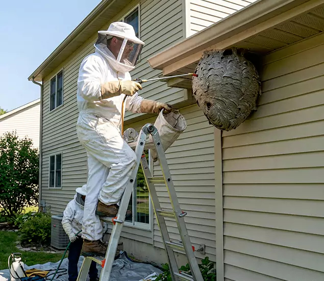 Expert Wasp Nest Removal: Your Local Wasp Nest Removal Company in Fairfax, VA