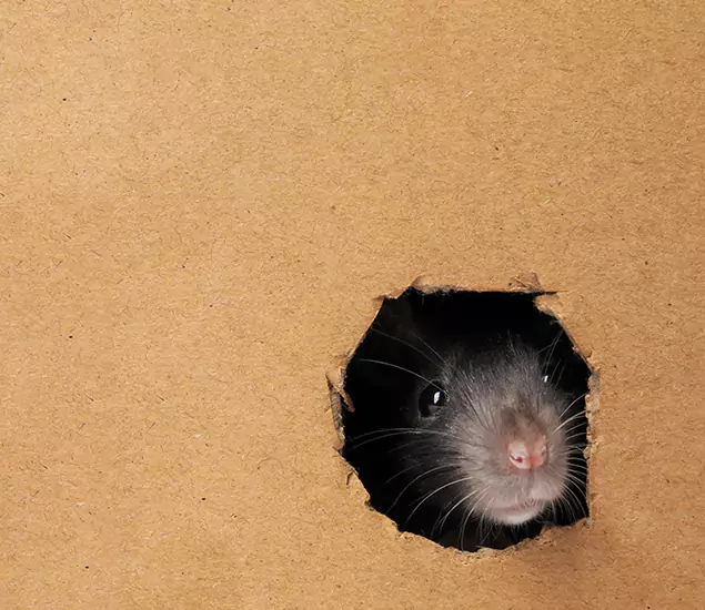 Rats in Attic Removal Experts in Fairfax, VA