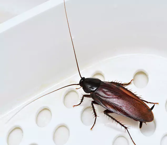 Trusted Cockroach Exterminator: Your Roach Control Services in Fairfax, VA