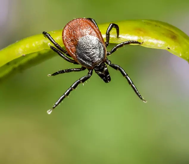 Your Trusted Tick Pest Control in Fairfax, VA