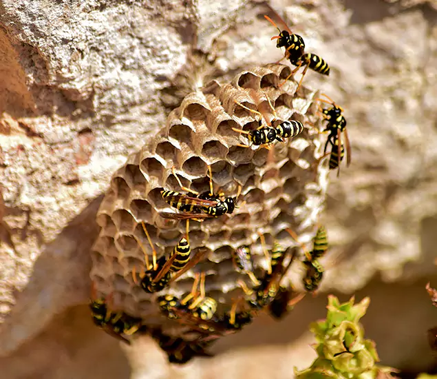 Your Best Wasp Removal Company in Fairfax, VA