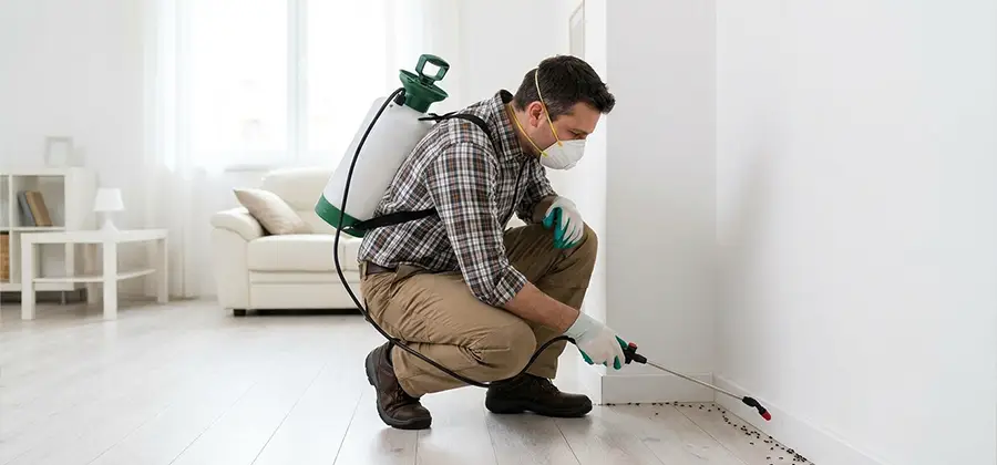 Seasonal Ant Infestation Control in Fairfax