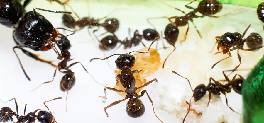 Argentine Ant Barrier Treatment in Fairfax