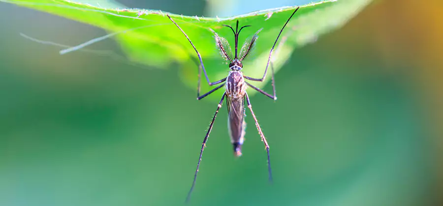 Natural Mosquito Spray for Yard in Fairfax