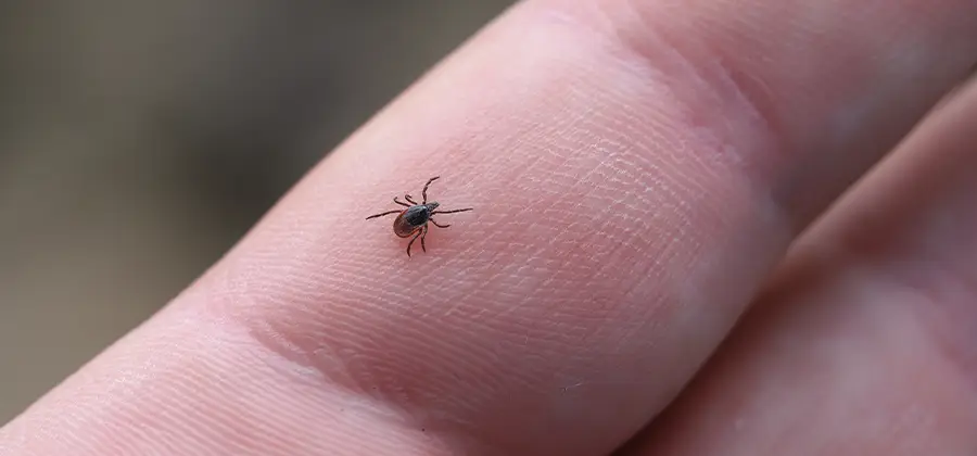 Infection Prevention for Bed Bug Bites in Fairfax