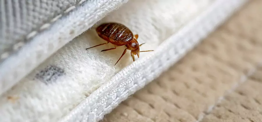 Tenting Bed Bug Fumigation in Fairfax