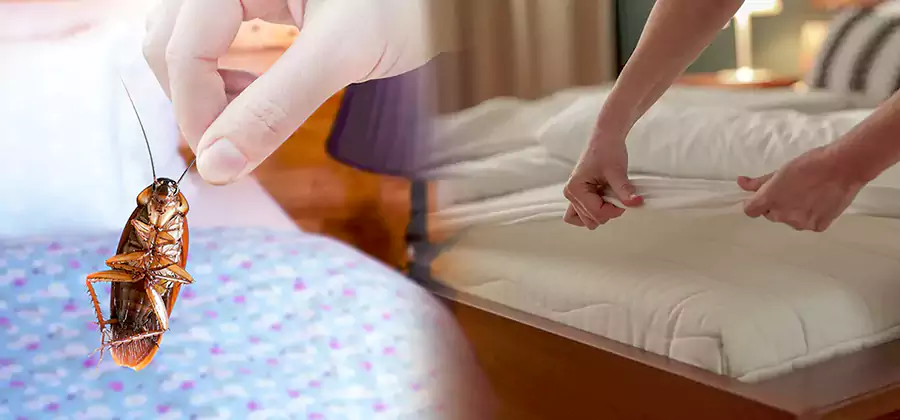 Bed Bug Home Extermination Service in Fairfax