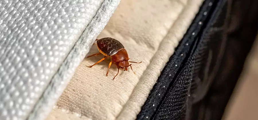 Commercial Bed Bug Control in Fairfax