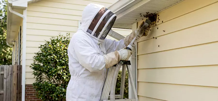Ground Bee Removal in Fairfax