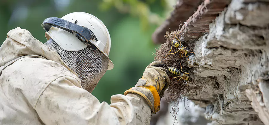 Bee and Wasp Hornet Removal in Fairfax