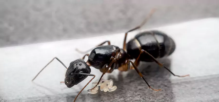 Black Ants in Kitchen Elimination in Fairfax