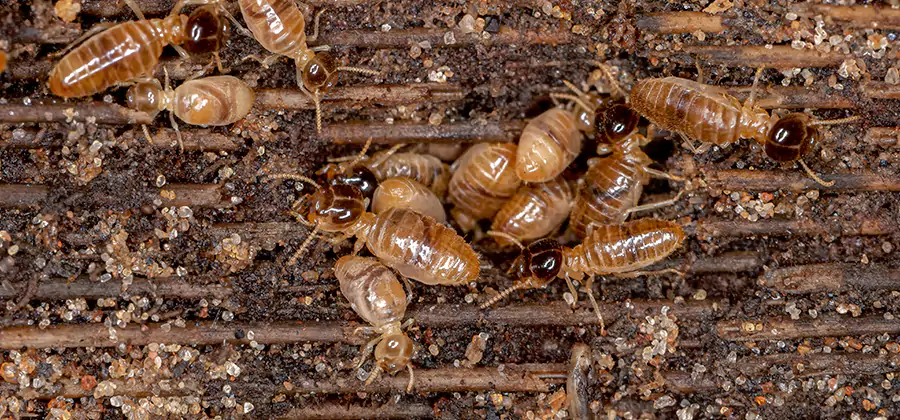 Bora Care Residential Termite Control in Fairfax