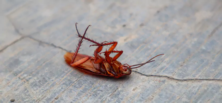Cockroach Eradication for Commercial Properties in Fairfax