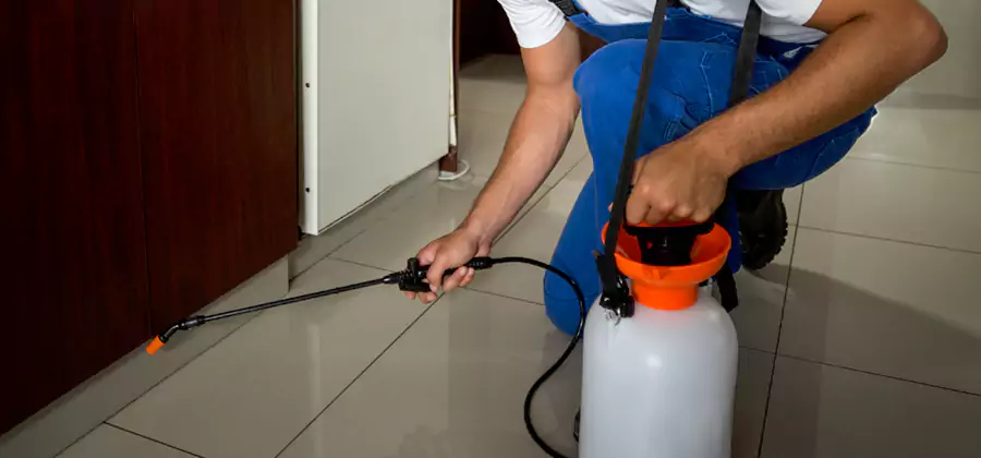 Palmetto Bug Exterminator in Fairfax
