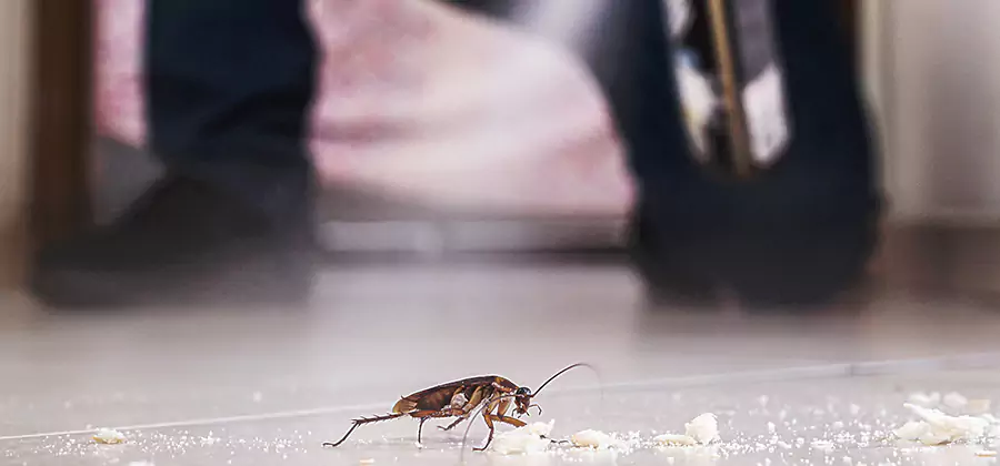 Roach House Treatment Fairfax