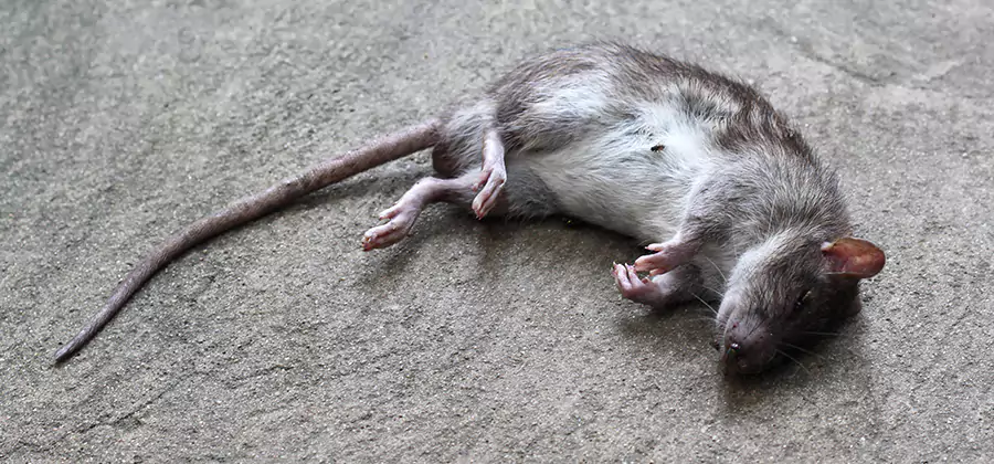 Dead Rat Disposal in Fairfax