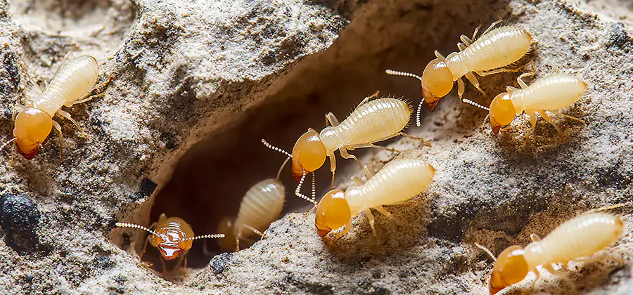 Termite Exterminator Services in Fairfax
