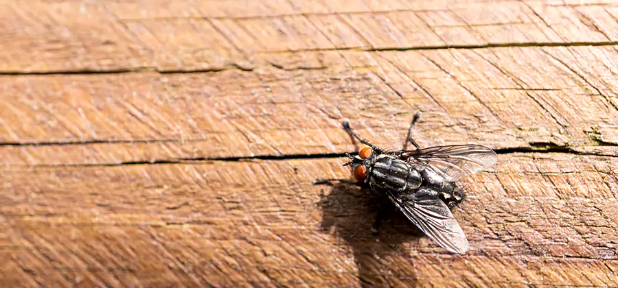 Flying Ant Barrier Treatment in Fairfax