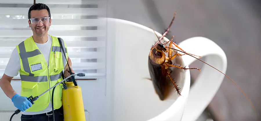 German Roach Infestation Treatment Fairfax