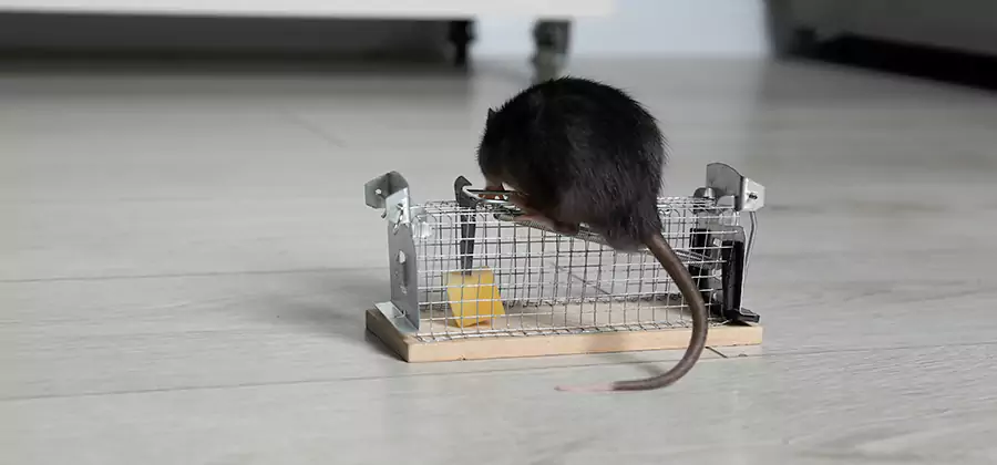 Mice in Attic Removal Fairfax