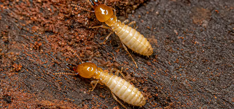 Structural Heat Termite Treatment in Fairfax