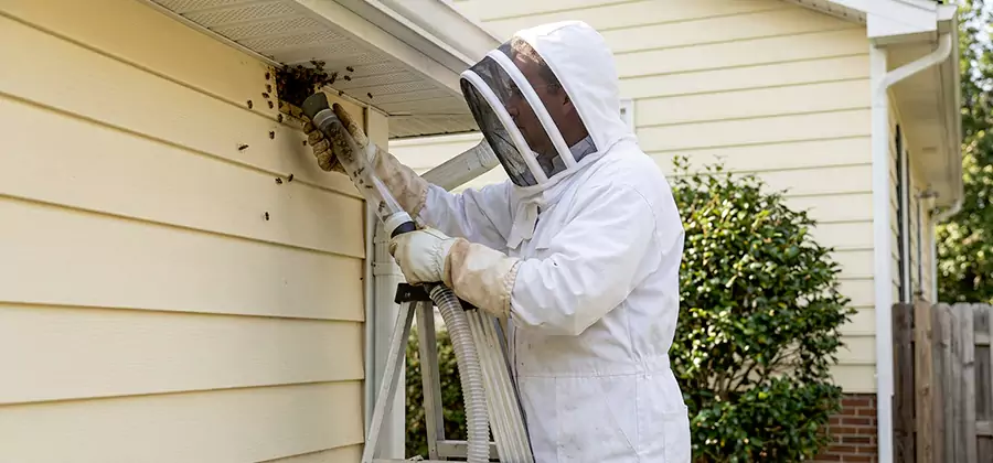 Wasp Nest in Wall Removal in Fairfax