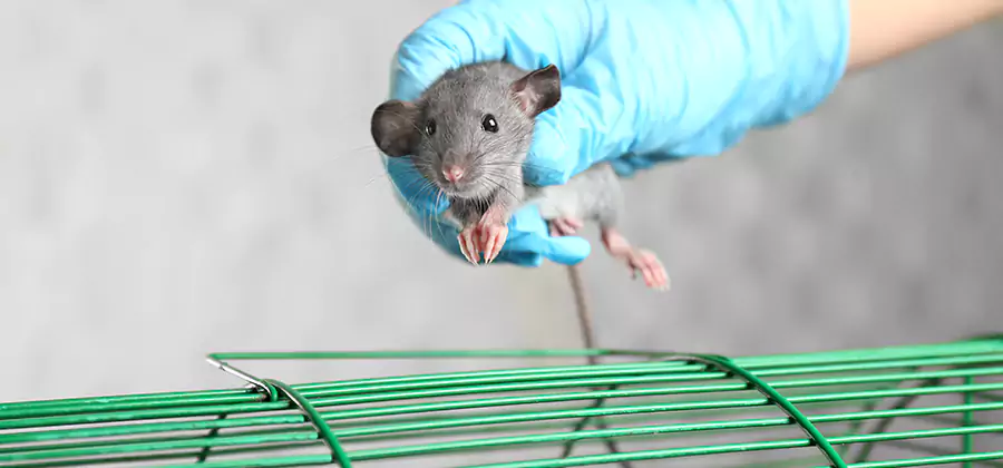 Humane Rat Trapping in Fairfax