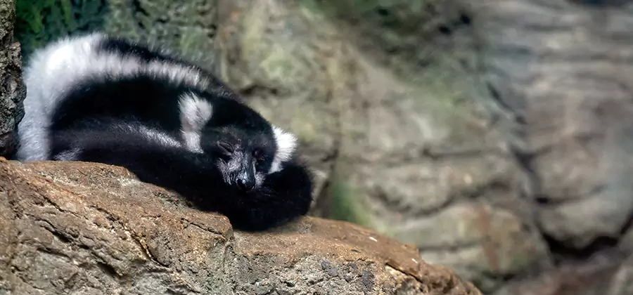 Humane Skunk Removal in Fairfax