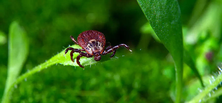 Tick Prevention for Yard in Fairfax