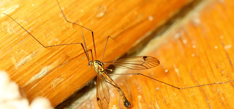 Exterior Mosquito Control in Fairfax